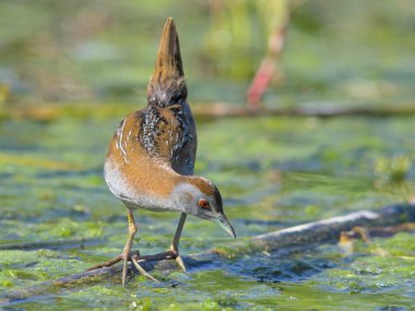 Baillon 'dan Crake (Zapornia pusilla), Yunanistan