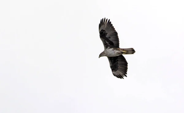 Águia Bonelli Hieraaetus Fasciatus Grécia — Fotografia de Stock