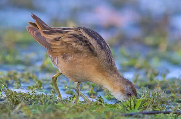 Little Crake Porzana Parva Grecia — Foto de Stock