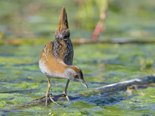 Crake Baillon Zapornia Pusilla Grecia Foto Stock Royalty Free