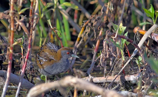 Baillon Crake Zapornia Pusilla Görögország Stock Kép