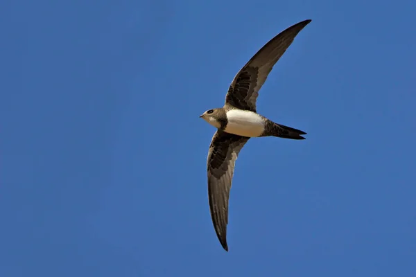 Alp Swift (Apus melba), Yunanistan