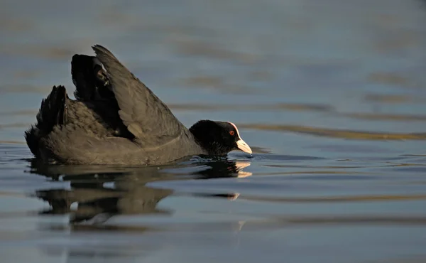 Kraut Fulica Atra Kreta Griechenland — Stockfoto