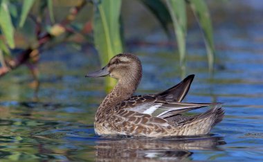 Garganey (Anas querquedula), Yunanistan
