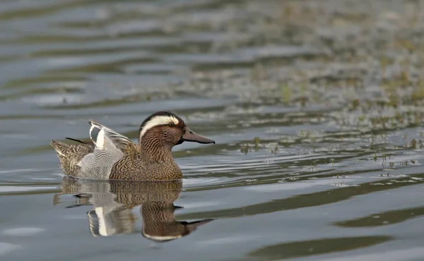 Garganey Anas Querquedula 그리스 로열티 프리 스톡 이미지