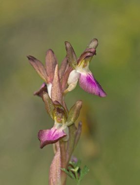 Fan dudaklı orkide (Orchis collina), Girit