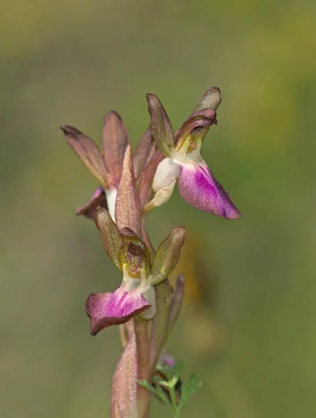 Orchidea Dal Ventaglio Orchis Collina Creta — Foto Stock