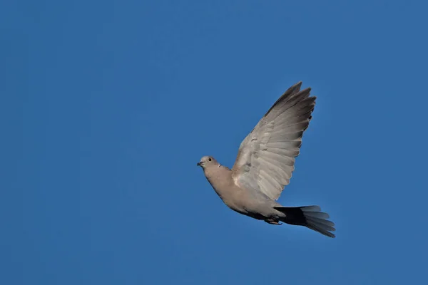 Collared Dove Streptopelia Decaocto Греция — стоковое фото