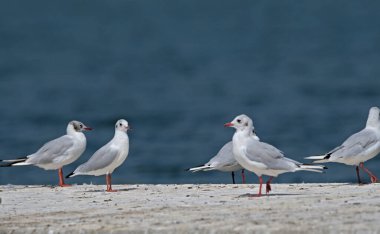 Siyah başlı martı (Chroicocephalus ridibundus), Yunanistan