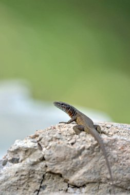 Dalmaçyalı Algyroides (Algyroides nigropunctatus), Yunanistan