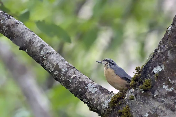 Eurasian Nuthatch Sitta Europaea Grecia —  Fotos de Stock