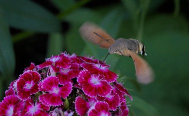 Sinekkuşu şahin güvesi (Macroglossum stellatarum), Yunanistan
