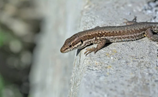 Common Wall Lizard Podarcis Muralis Northwestern Greece — стоковое фото