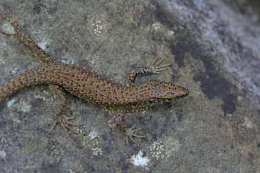 Dalmaçyalı Algyroides (Algyroides nigropunctatus), Yunanistan