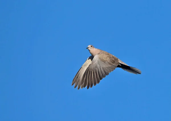 Collared Dove Streptopelia Decaocto Греция — стоковое фото