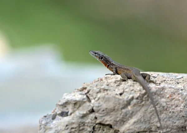 Далматинский Алгироид Algyroides Nigropunfallatus Греция — стоковое фото