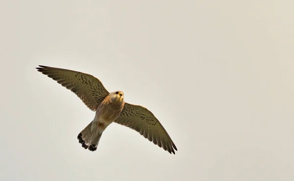Menší Kestrel Falco Naumanni Kréta — Stock fotografie