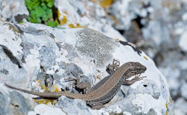 Girit duvar kertenkele - Podarcis cretensis, Crete