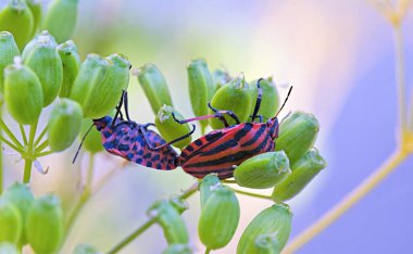 Graphosoma italicum Pentatomidae familyasından bir kalkan böceği türüdür. Ayrıca İtalyan çizgili böcek, Girit olarak da bilinir