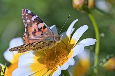 Painted Lady (Vanessa cardui), Yunanistan