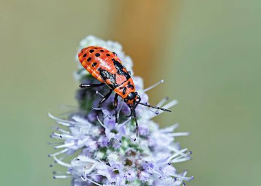 Spilostethus Saxatilis, Yunanistan 'ın Lygaeidae familyasına ait bir böcek türü.
