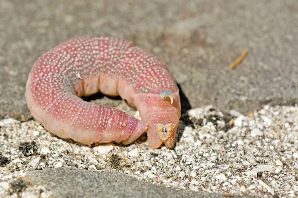 Mimas tiliae, limon şahini güvesi, Yunanistan 'ın Sphingidae familyasından bir güve türü.