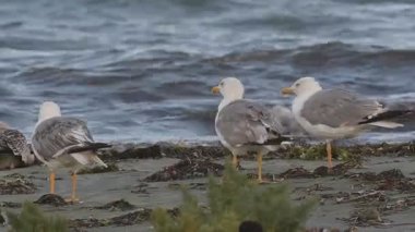 Sarı bacaklı martı (Larus michahellis), Yunanistan