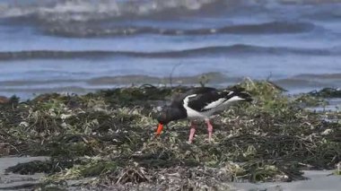 Haematopus ostralegus (Avrasya Oystercatcher, alaca Poyraz kuşugiller), Yunanistan