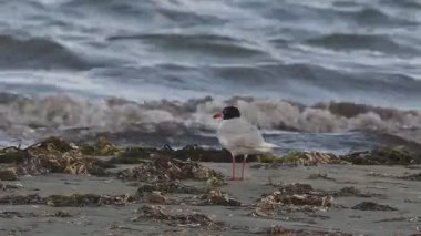 Akdeniz martısı (Ichthyaetus melanocephalus), Yunanistan