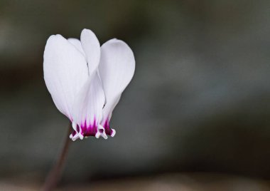 Cyclamen graecum, Girit 'teki Primulaceae familyasından bir bitki türü.