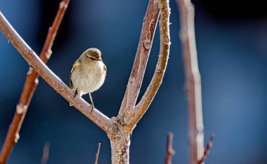 Genel Chiffchaff (Phylloscopus collybita), Yunanistan