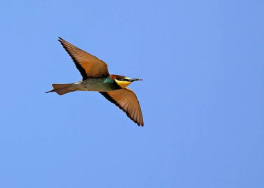 Avrupa arı kuşugiller (arı kuşu apiaster), Yunanistan
