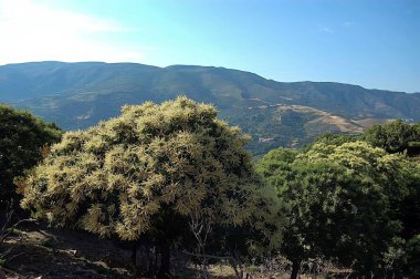 Kestane ağacı (Castanea sativa), Girit