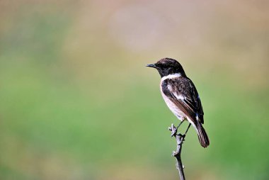 A Common Stonechat (Saxicola rubicola), Girit