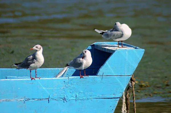 Siyah başlı martı (Larus ridibundus), Yunanistan