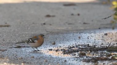 Chaffinch (Fringilla coelebs), Girit