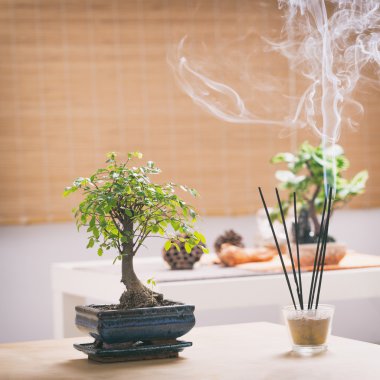 küçük bonsai ağacı