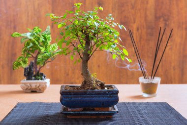 küçük bonsai ağacı