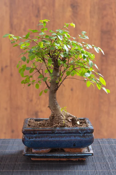 Невеликий бонсай дерево — стокове фото