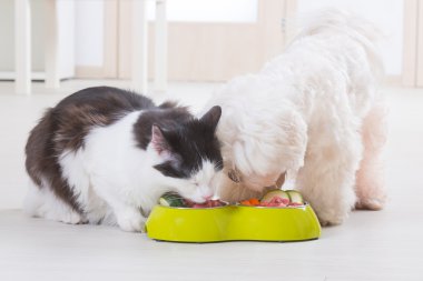 Dog and cat eating natural food from a bowl clipart