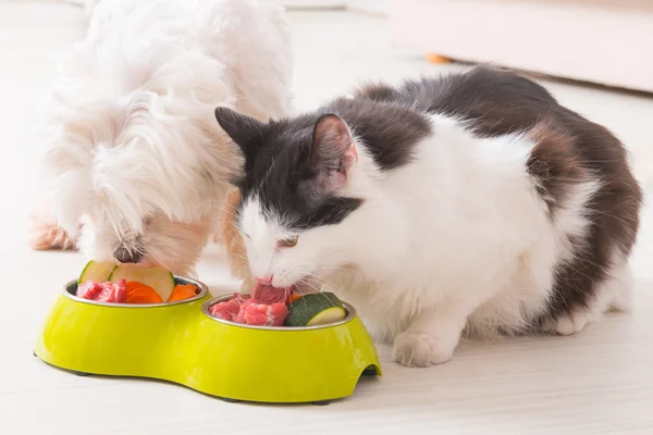 Cão e gato comendo comida natural de uma tigela — Fotografia de Stock