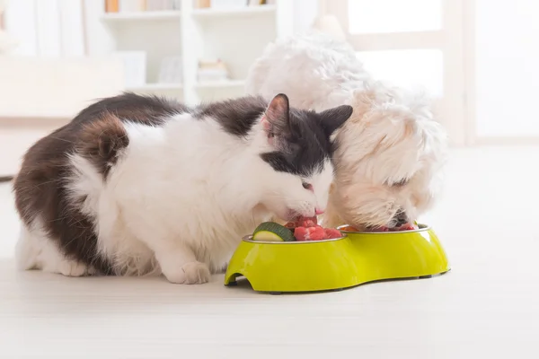 Hund och katt äta naturlig mat från en skål — Stockfoto
