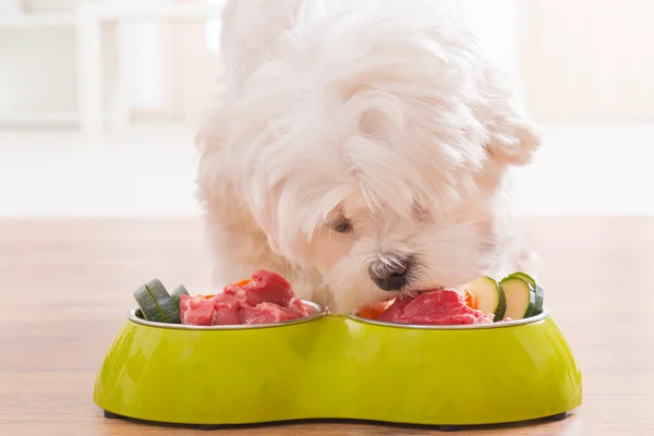 Perro comiendo comida natural de un tazón — Foto de Stock