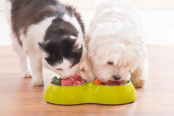 Cão e gato comendo comida natural de uma tigela — Fotografia de Stock