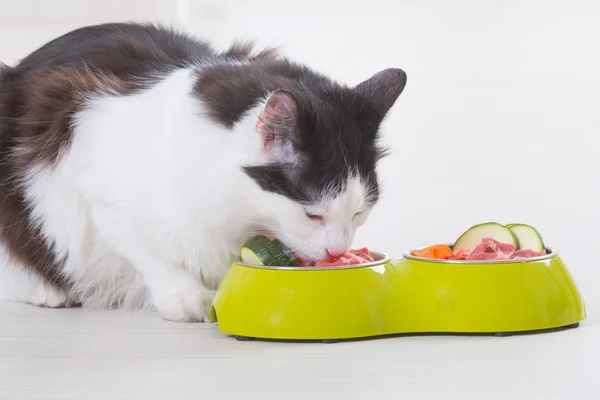 Gato comiendo comida natural de un tazón —  Fotos de Stock