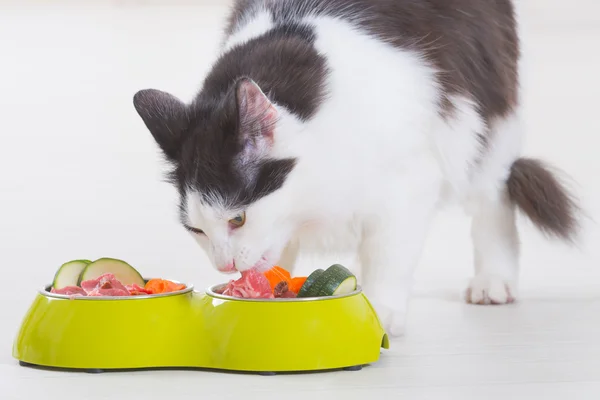 Gato comendo comida natural de uma tigela — Fotografia de Stock