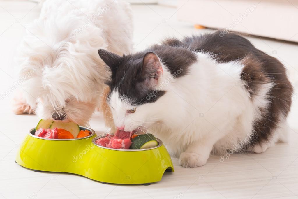 Dog and cat eating natural food from a bowl — Stock Photo © Amaviael