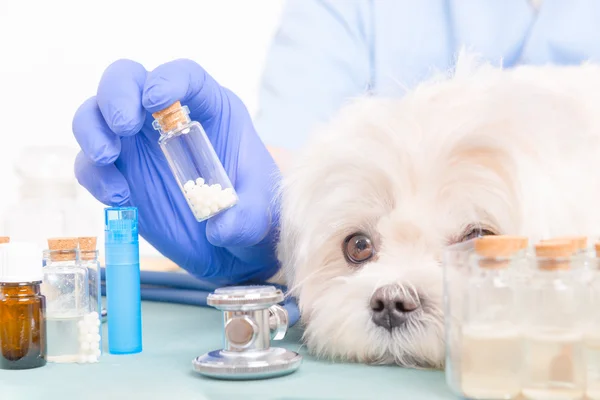 Homeopathy for a dog — Stock Photo, Image