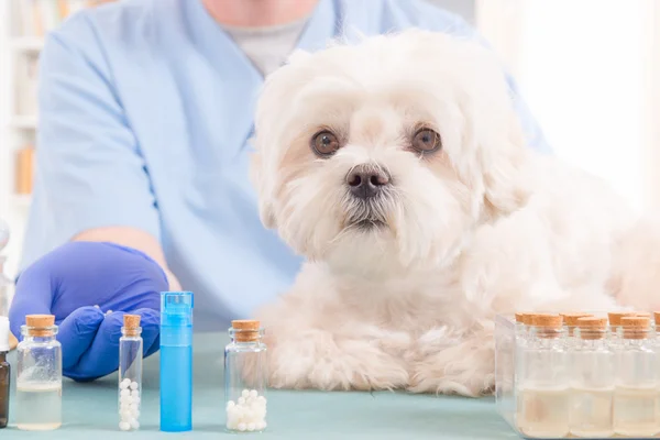 Homeopathy for a dog — Stock Photo, Image