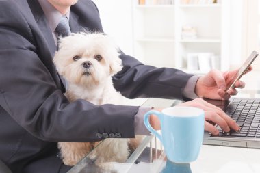 Köpek ofisteki çalımakta